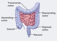 Illustration of the lower digestive tract.