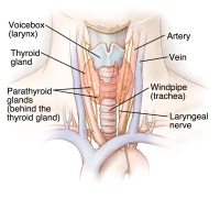 Illustration of throat anatomy