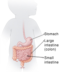 Outline of infant showing digestive tract.