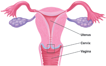 Image showing the uterus, cervix, vagina, ovaries, and fallopian tubes.