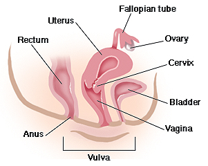 Cross section of female pelvis showing reproductive organs.