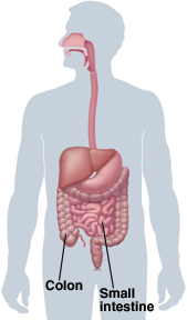 Image of colon and small intestine