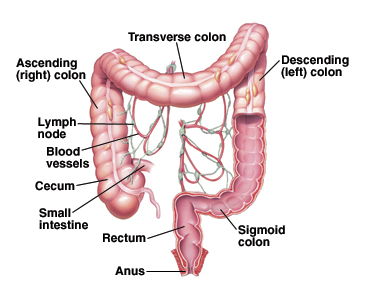 Illustration to show how food moves through the colon.