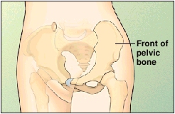 Image of the pelvis showing front of pelvic bone