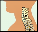 Image of cervical vertebrae