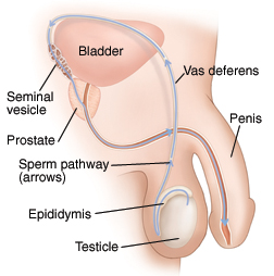 Side view of male reproductive anatomy showing pathway of sperm.