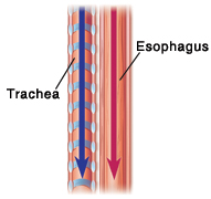 Side view of normal trachea and esophagus.