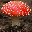 ../../images/ss_agaric.jpg