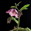 ../../images/ss_blackhellebore.jpg