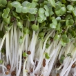 ../../images/ss_broccolisprouts.jpg