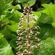 ../../images/ss_butterbur.jpg