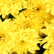 ../../images/ss_chrysanthemum.jpg