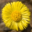 ../../images/ss_coltsfoot.jpg