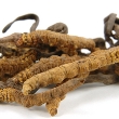 ../../images/ss_cordyceps.jpg