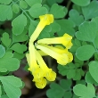 ../../images/ss_corydalis.jpg