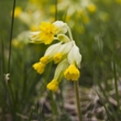 ../../images/ss_cowslip.jpg