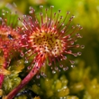 ../../images/ss_drosera.jpg