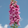 ../../images/ss_foxglove.jpg