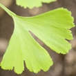../../images/ss_ginkgo.jpg