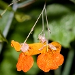 ../../images/ss_jewelweed.jpg