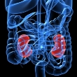 ../../images/ss_kidney.jpg