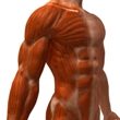 ../../images/ss_muscles.jpg