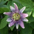 ../../images/ss_passionflower.jpg
