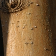 ../../images/ss_phlorizin.jpg