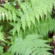 ../../images/ss_polypodium.jpg