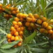 ../../images/ss_seabuckthorn.jpg