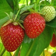 ../../images/ss_strawberry.jpg