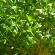 ../../images/ss_watercress.jpg