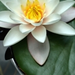 ../../images/ss_whitewaterlily.jpg