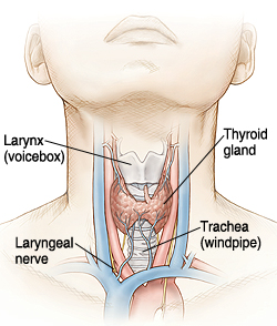 Outline of front of neck showing thyroid gland over trachea at base of neck just under larynx, also called voicebox. Arteries and veins go up neck on either side of thyroid. Nerves are on either side of neck. Laryngeal nerve is on side of trachea, also called windpipe.