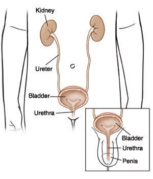 Outline of girl's lower body showing kidneys, ureters, bladder, and urethra. Closeup of outline of boy's lower body showing bladder, urethra, and penis.