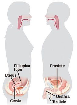 Outline of male and female figures seen from the side, facing each other. Inside of mouth and throat is shown on both. Female figure shows cross-section of uterus, cervix, and fallopian tube in pelvis. Male figure shows cross-section of prostate at base of bladder, urethra running through penis, and testicle.