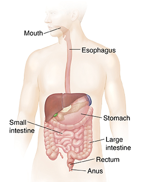 Outline of man showing gastrointestinal system. 