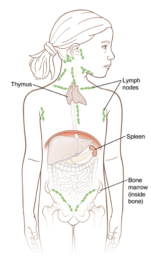 Outline of young girl showing organs inside abdomen, outline of hip bone, thymus gland, and lymph nodes.