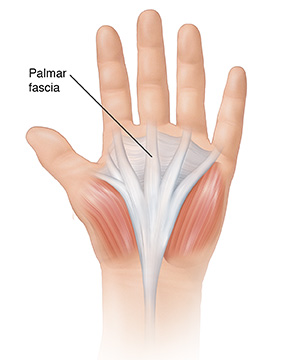 Palm view of hand showing palmar fascia. 