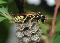 Paper Wasp