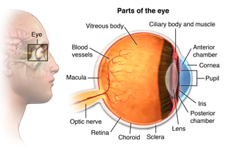 Parts of the eye