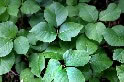 Poison Ivy Plant (Example 1)