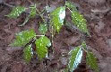 Poison Oak Plant