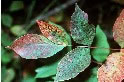 Poison Sumac Plant