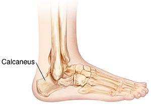 Side view of bones of lower leg and foot.