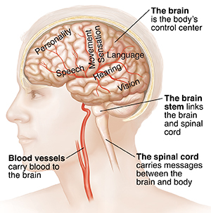 Side view of brain in head with blood vessels.