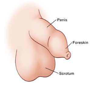 Side view of child's uncircumcised penis.