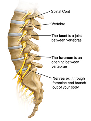 Side view of lumbar spine, spinal nerves, and sciatic nerve.