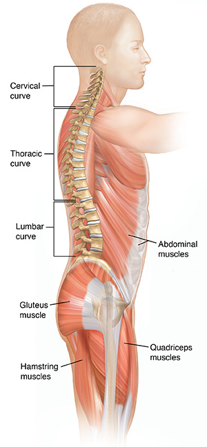 Side view of male body showing spine and muscles.