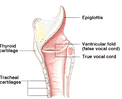 the larynx